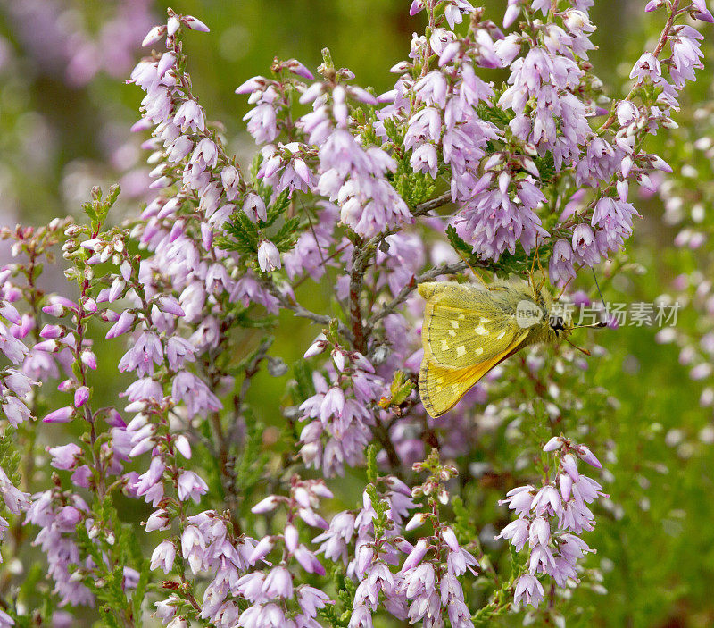 银斑Skipper Butterfly(橙皮蝶，逗号)